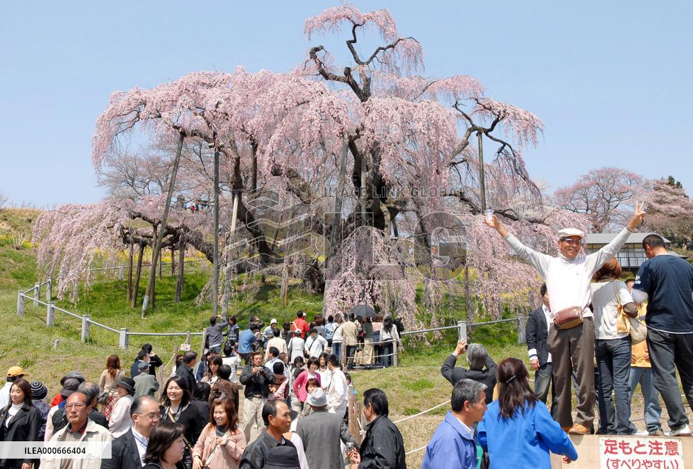 1000-year-old cherry tree in full bloom