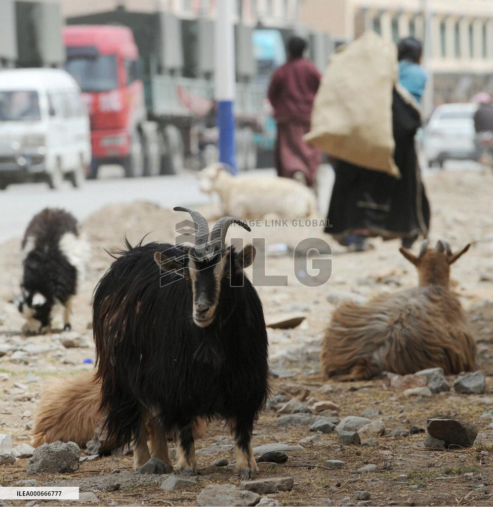 Aftermath of devastating earthquake in China's Qinghai Province
