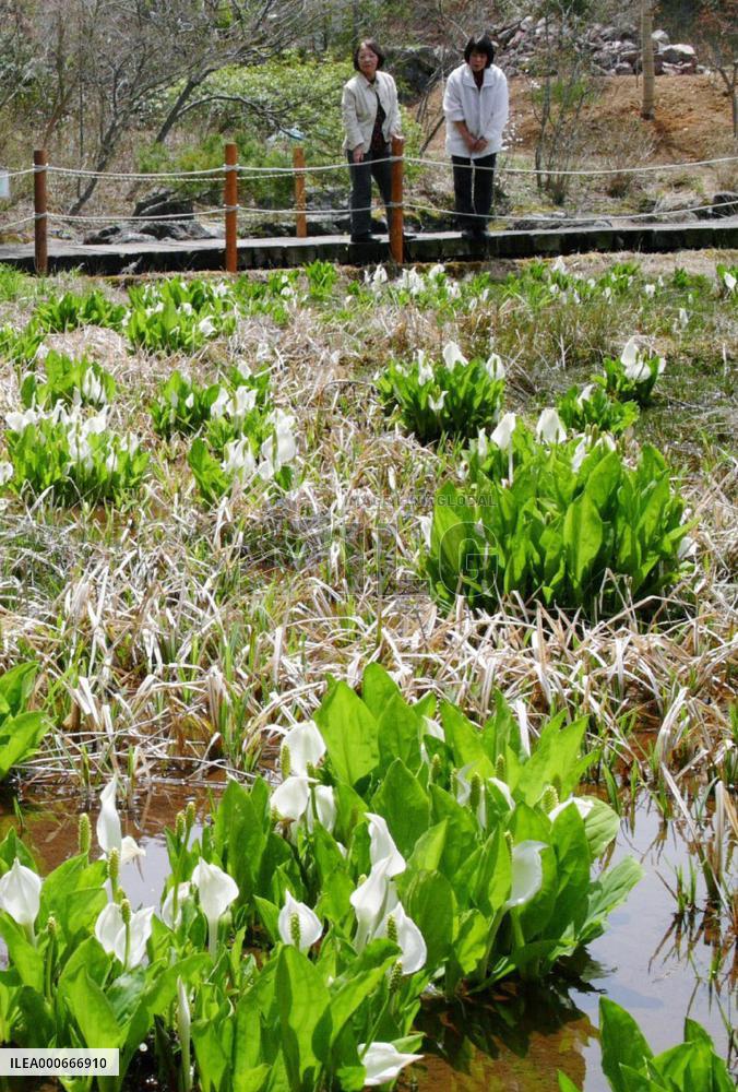Skunk cabbages in full bloom on Mt. Koya in Wakayama Pref.