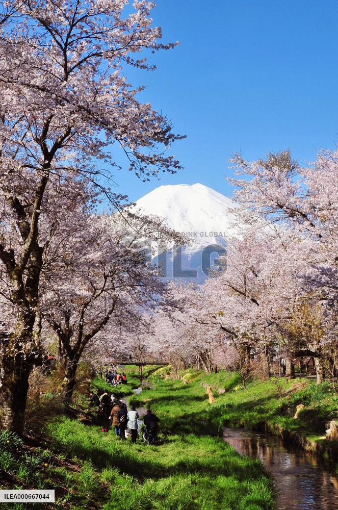 Cherry blossom in full bloom in village at foot of Mt. Fuji