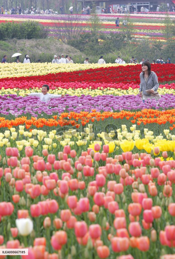 100,000 tulips in bloom at Hiroshima highland farm