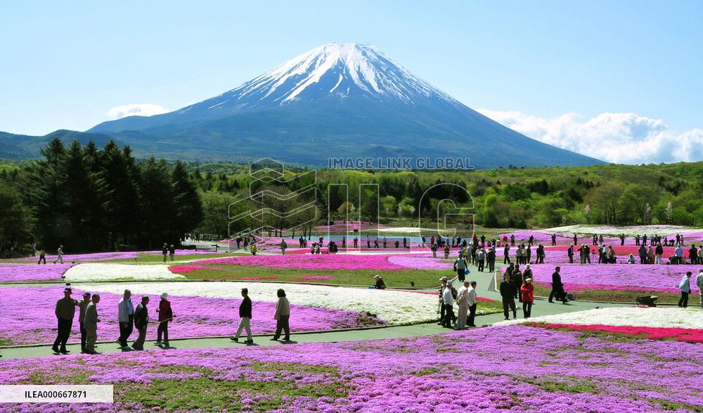 Pink flowers grace foot of Mt. Fuji