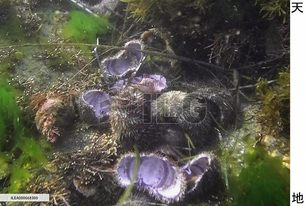 Sea otters popular with visitors but headache for fishermen