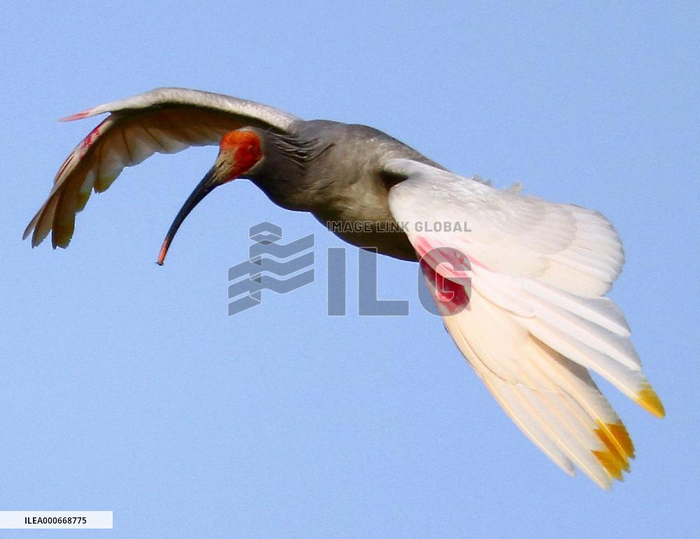 Crested ibis on Sado Island