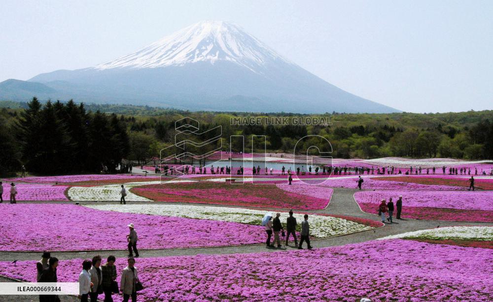 Moss phlox in full bloom at foot of Mt. Fuji