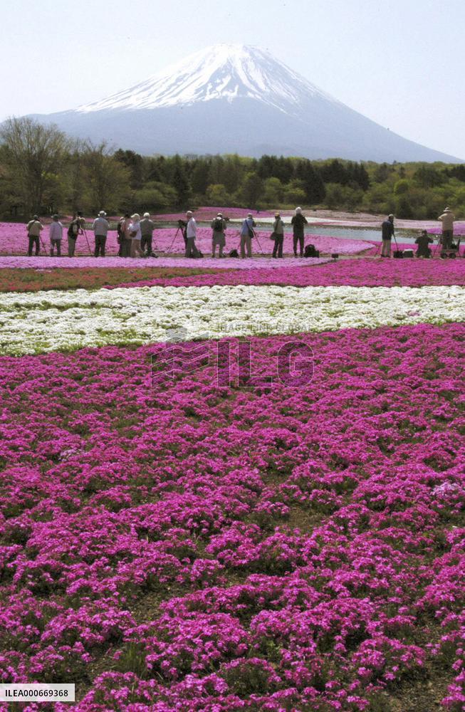 Moss phlox in full bloom at foot of Mt. Fuji