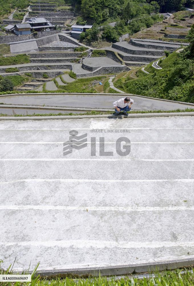 Cotton mulch sheets effective for rice and other farming