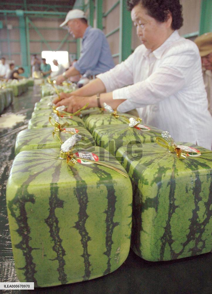 Shipment of square watermelons begins