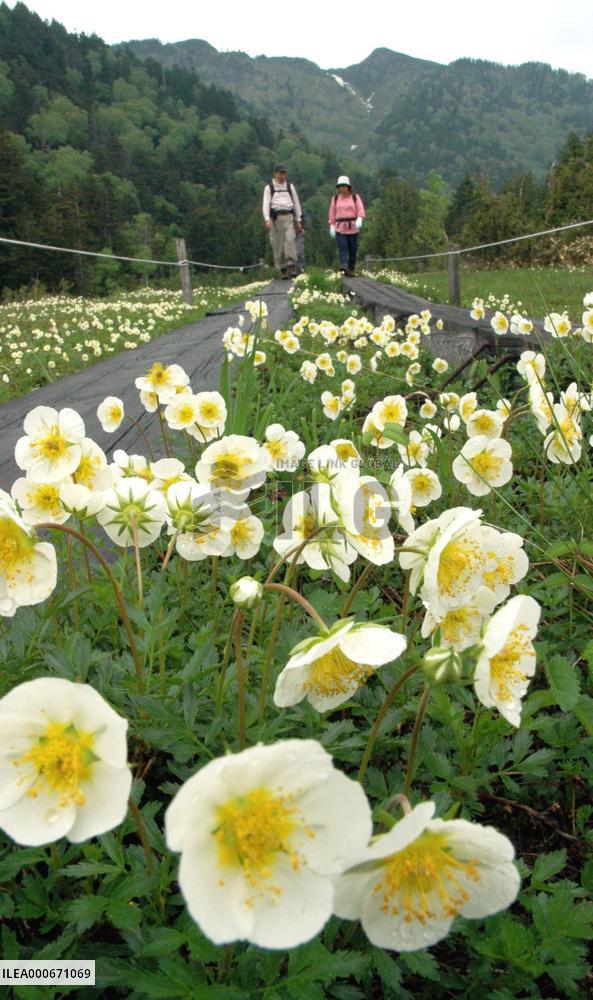 Chinguruma starts blooming in Oze