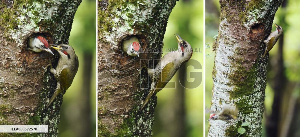 Young woodpecker leaves nest at Tokyo park