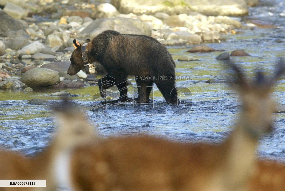 UNESCO registers Shiretoko as natural heritage site