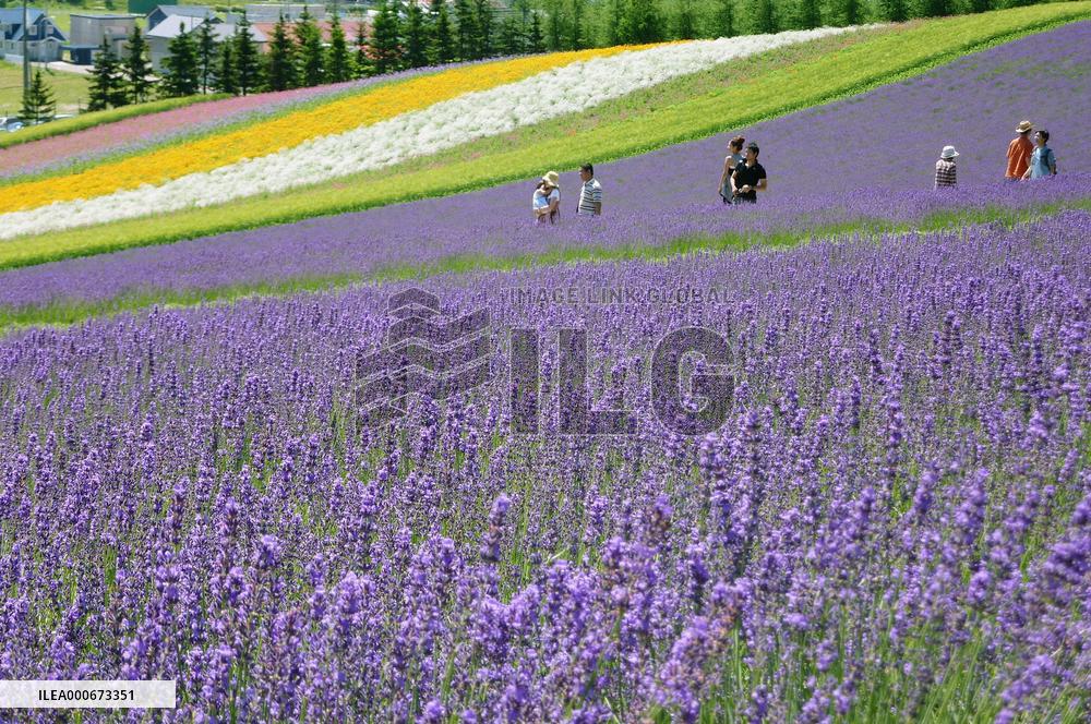 Lavender in full bloom in Hokkaido