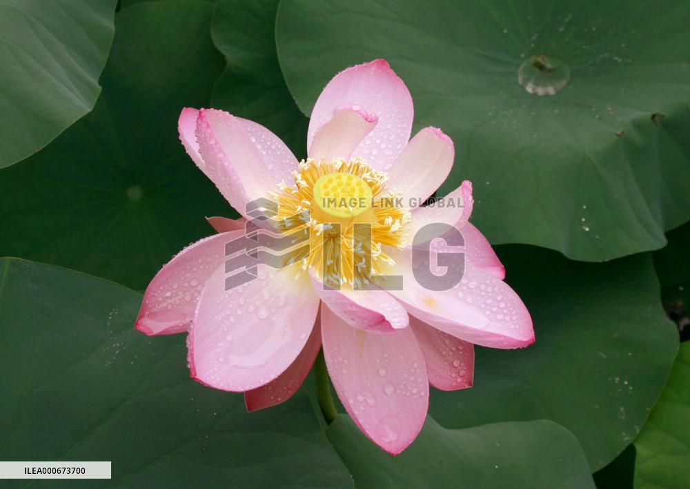 Lotus blooms from 800-year-old seed