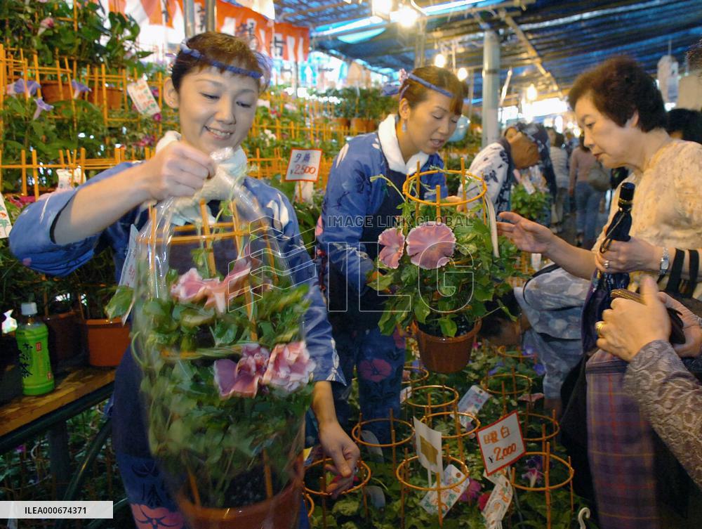 Morning glories marketed in Tokyo