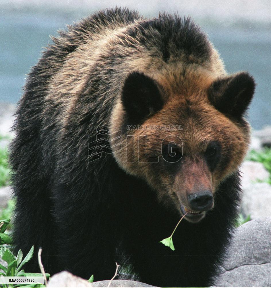 Creatures in Hokkaido's Shiretoko Peninsula