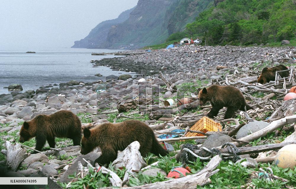 Creatures in Hokkaido's Shiretoko Peninsula