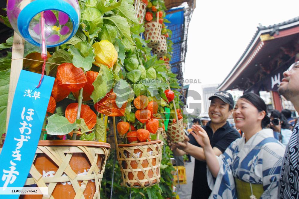Annual 'Hozuki (Chinese lantern plant) Fair' to begin in Asakusa