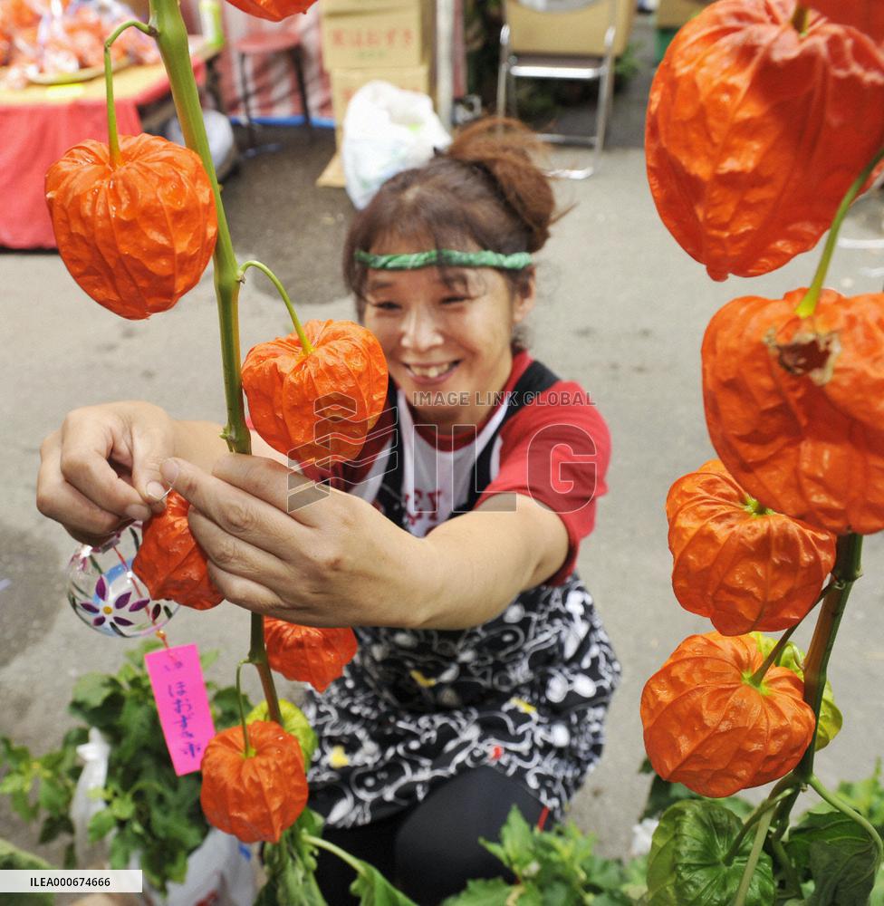 Annual Hozuki Fair begins in Tokyo's Asakusa