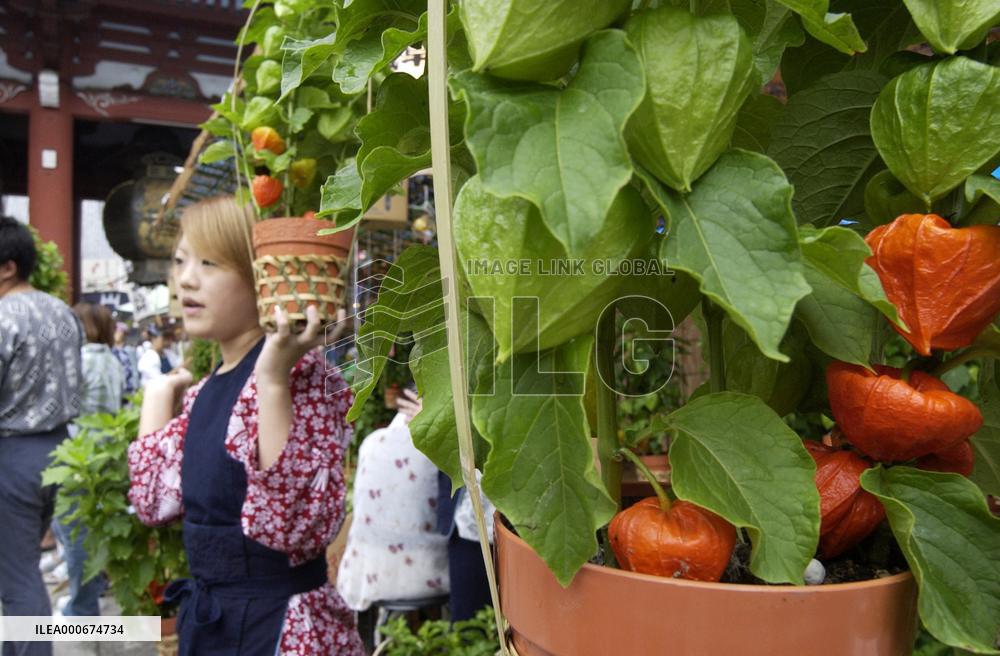 Chinese lantern plants put on sale in Tokyo