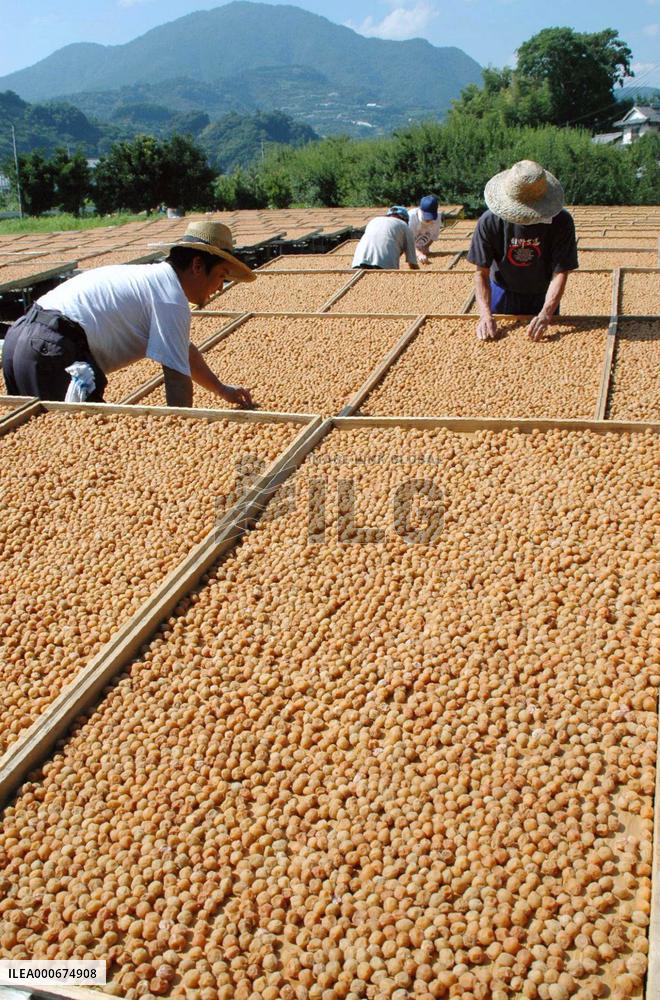 Japanese apricot dried in sun
