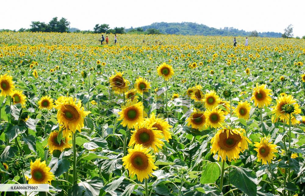 1.3 million sunflowers in full bloom in Hokkaido