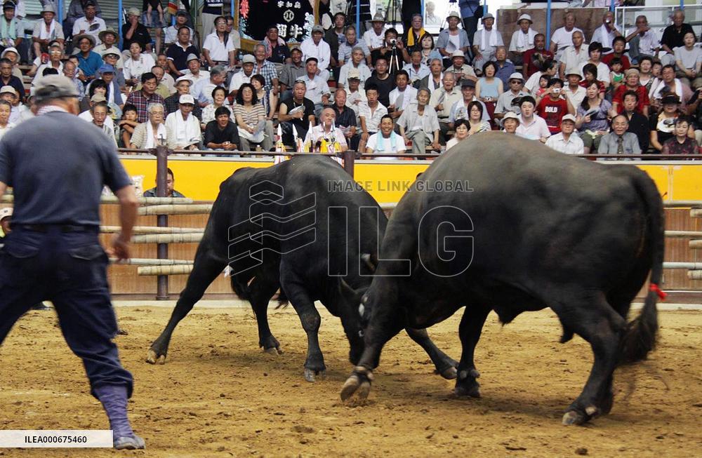 Bullfighting resumes