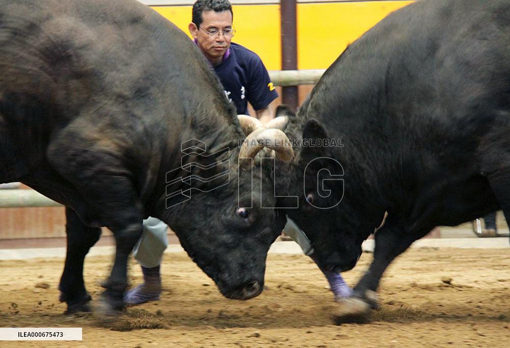 Bullfighting resumes