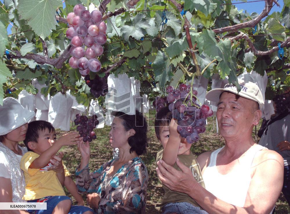 Tourists enjoy grape picking in Wakayama