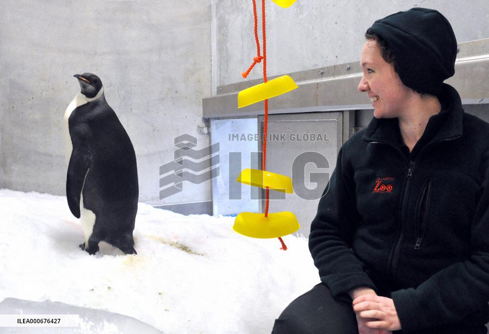 Antarctic penguin treated in New Zealand