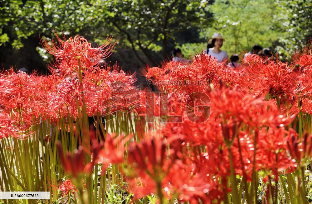 Spider lilies start blooming in Saitama Pref.