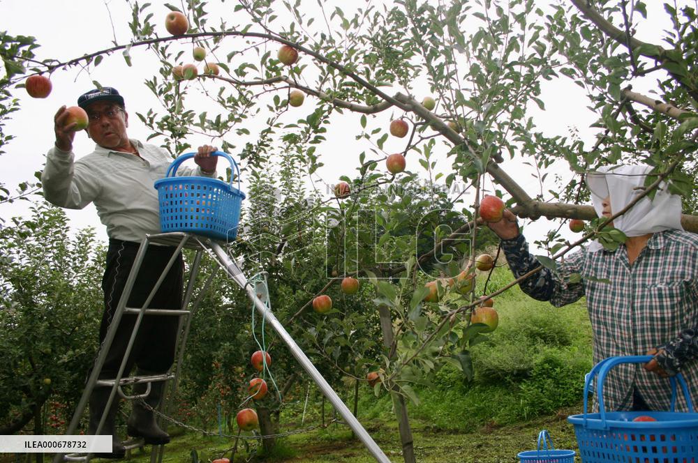 Death toll from Typhoon Nabi rises to 11, 12 missing