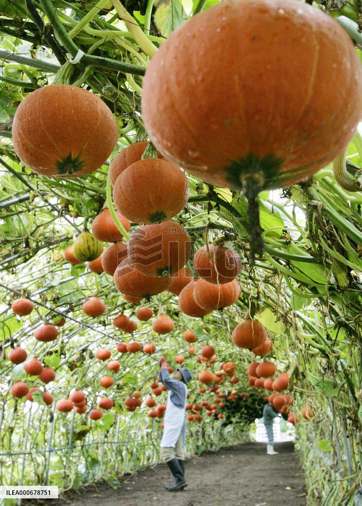 'Flying pumpkins' being grown in Hokkaido