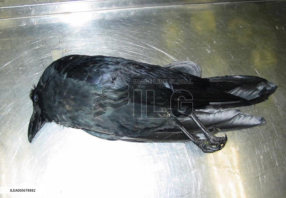 Bird flu virus detected in crow in Osaka Pref.