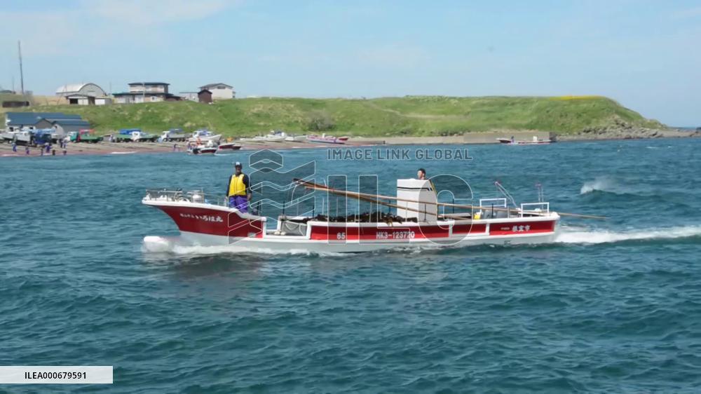 Kelp harvesting season