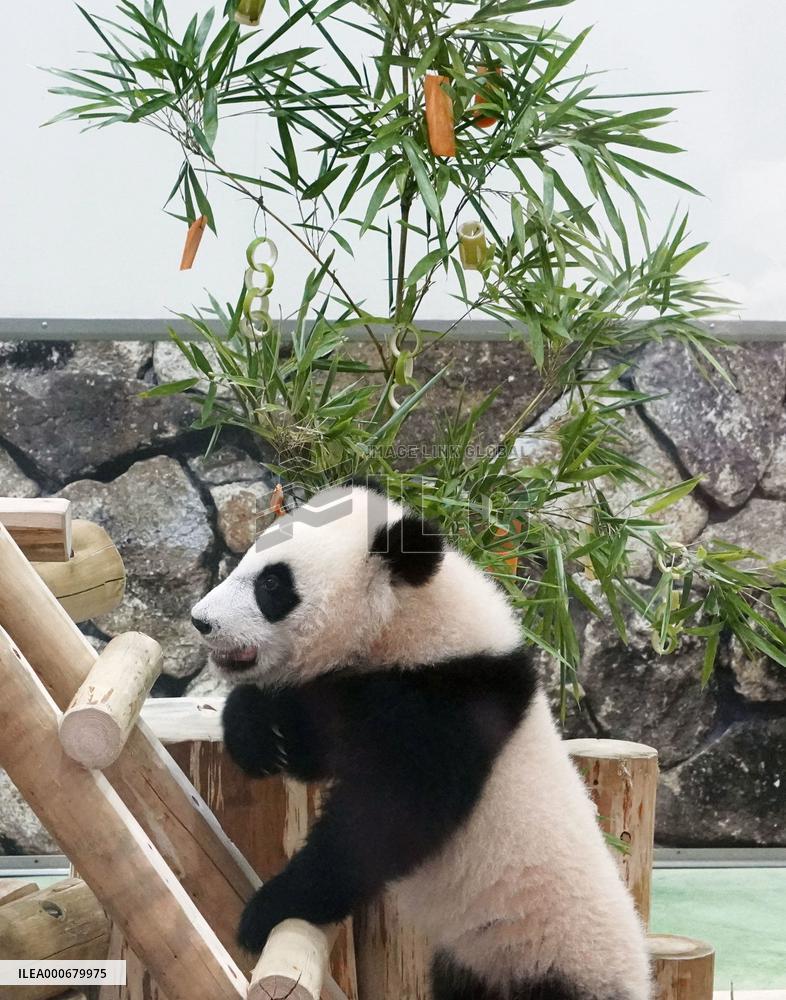 Panda cub at western Japan zoo