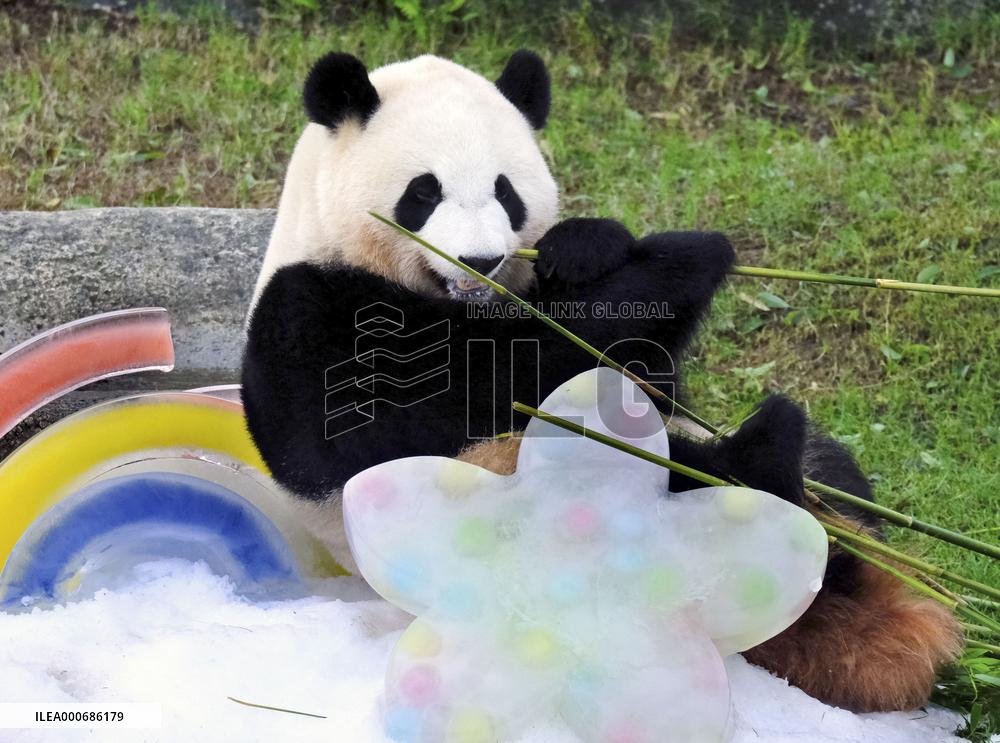 Giant panda Saihin's 3rd birthday