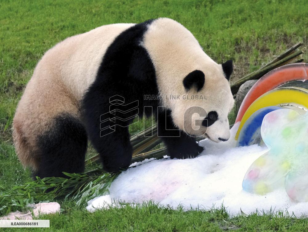 Giant panda Saihin's 3rd birthday