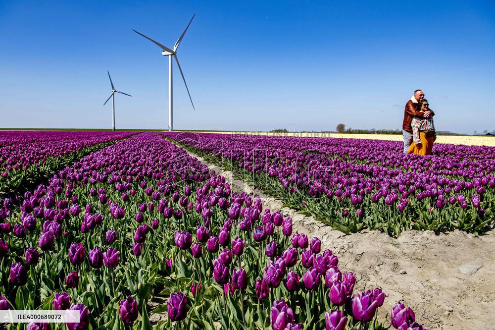 Tulip Season - Netherlands
