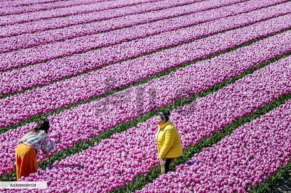 Tulip Season - Netherlands