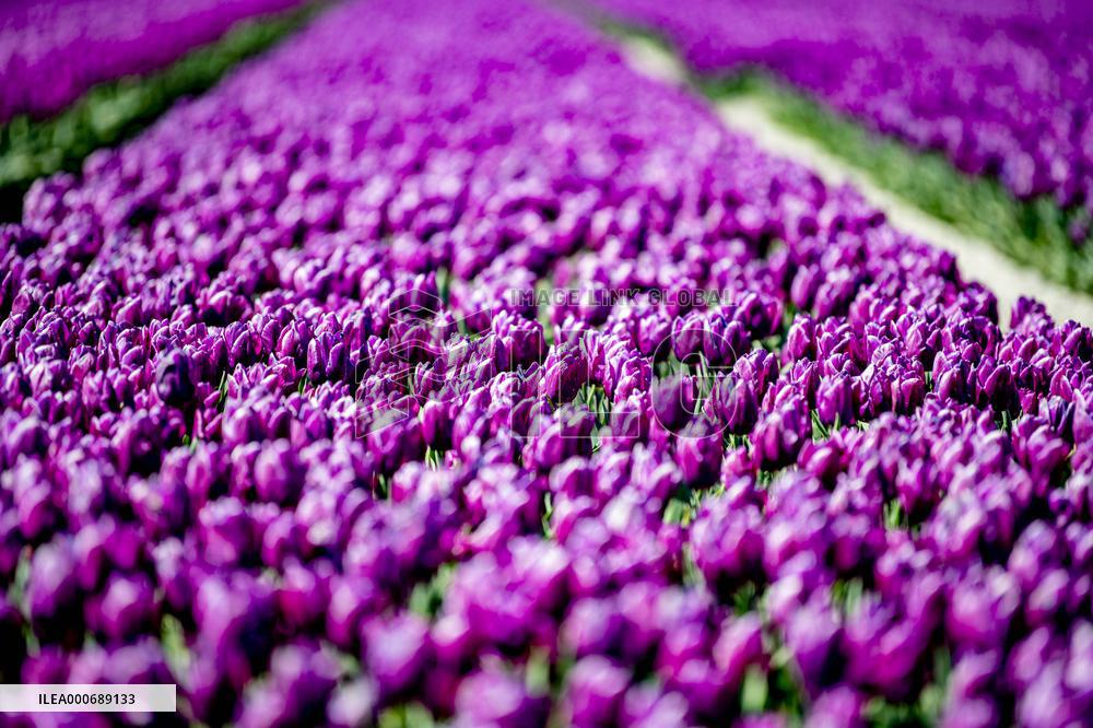 Tulip Season - Netherlands