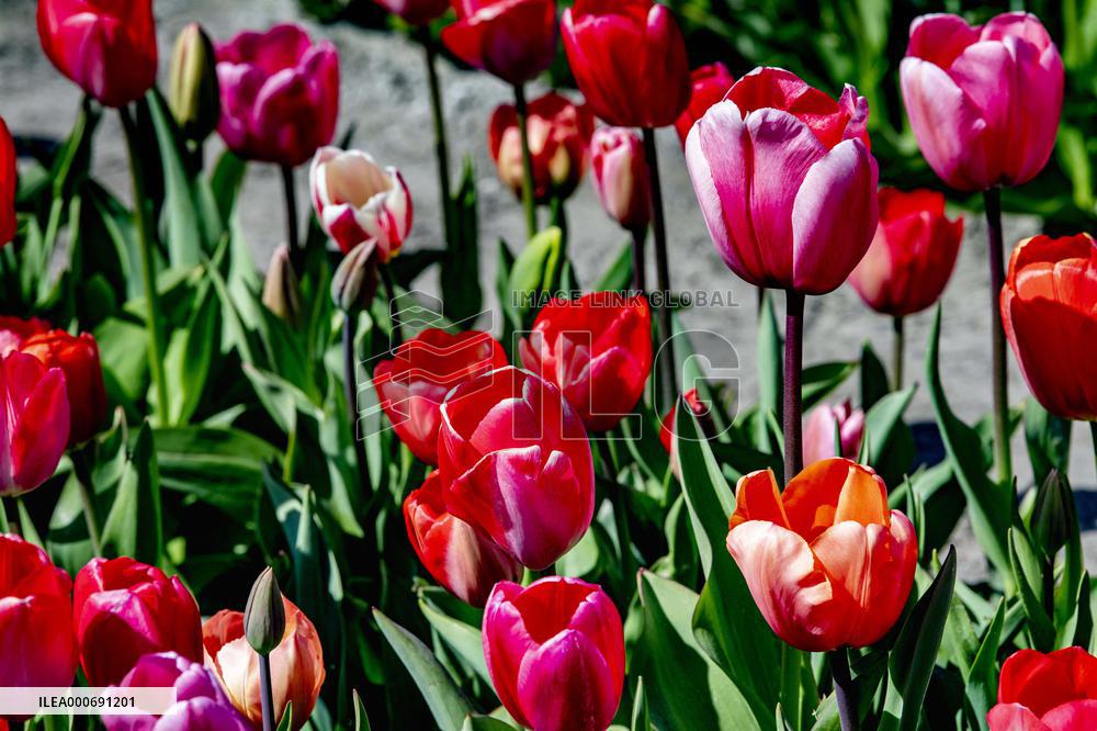 Keukenhof Welcomes Visitors For Tulip Season - Netherlands
