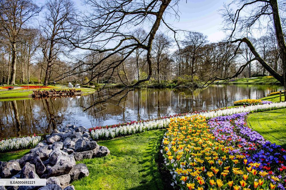 Blooming Flowers At The Keukenhof - Netherlands