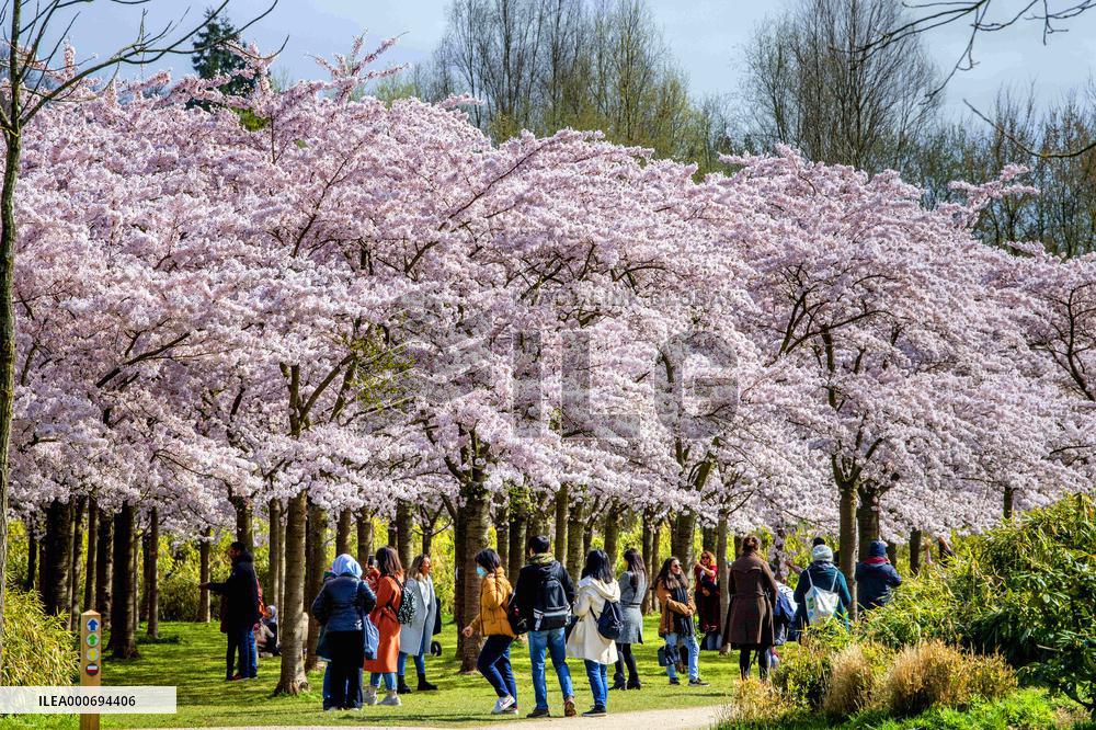 The Blossom Park - Netherlands