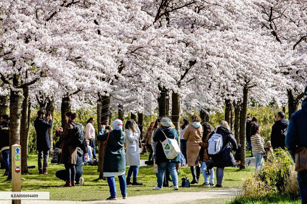 The Blossom Park - Netherlands