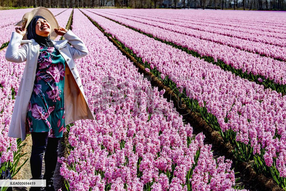 Tulip fields in Lisse - Netherlands