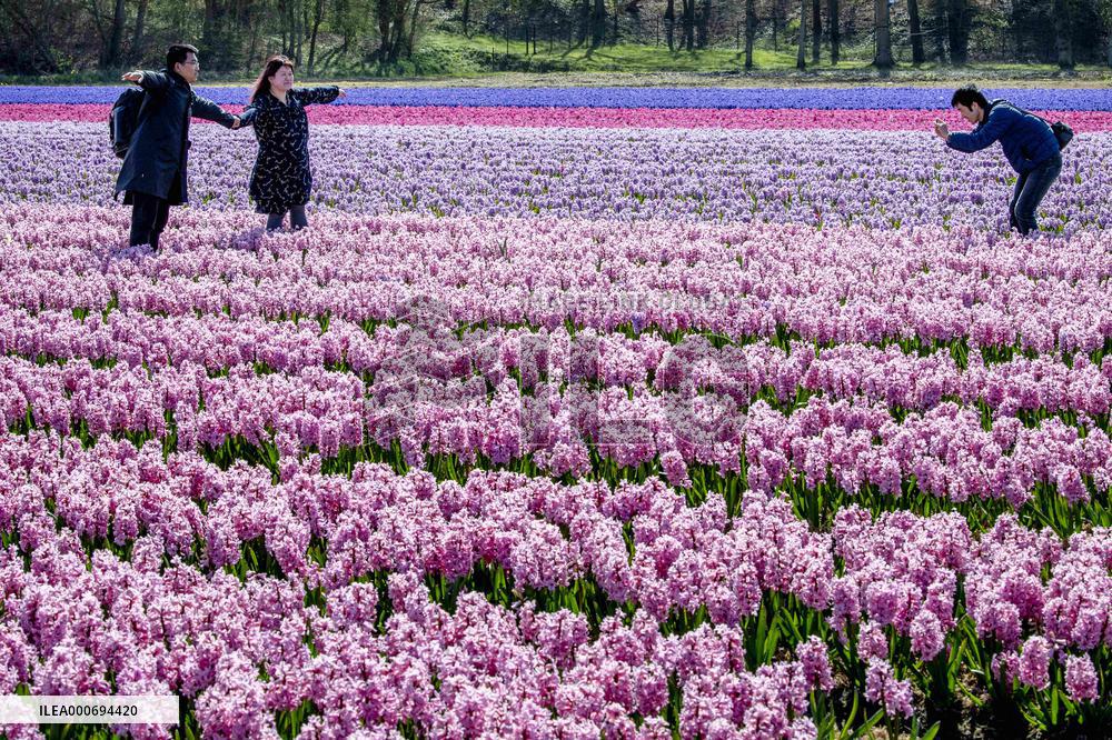 Tulip fields in Lisse - Netherlands