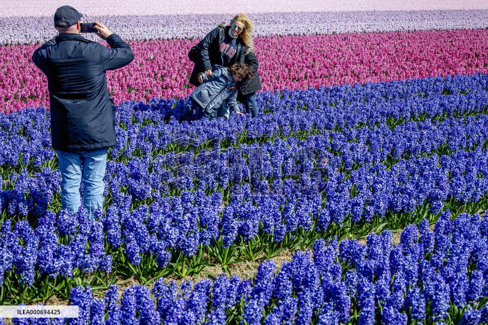 Tulip fields in Lisse - Netherlands