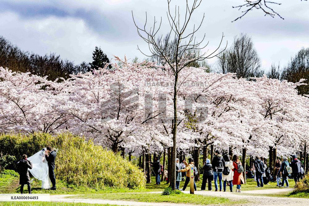 The Blossom Park - Netherlands