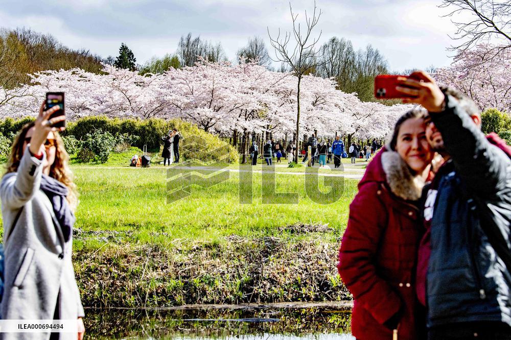 The Blossom Park - Netherlands