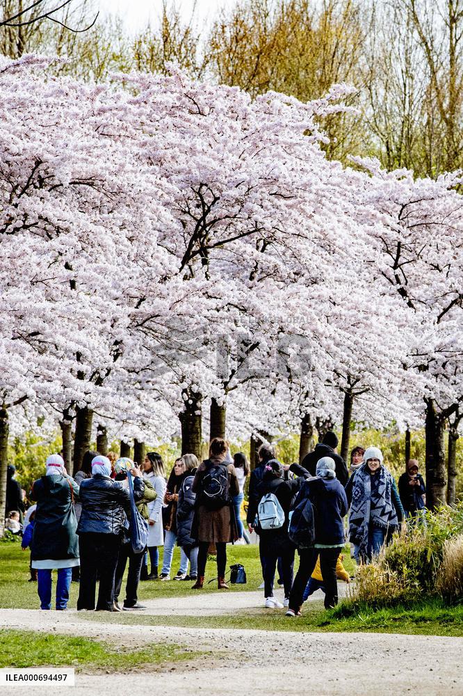 The Blossom Park - Netherlands